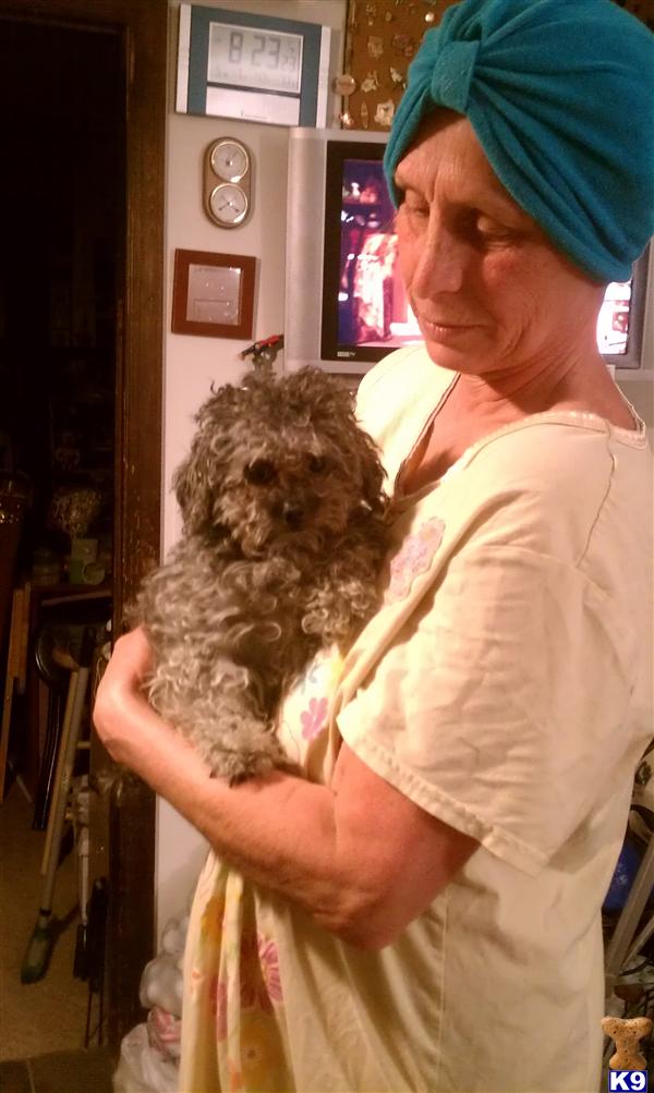 Dogs - Poodle